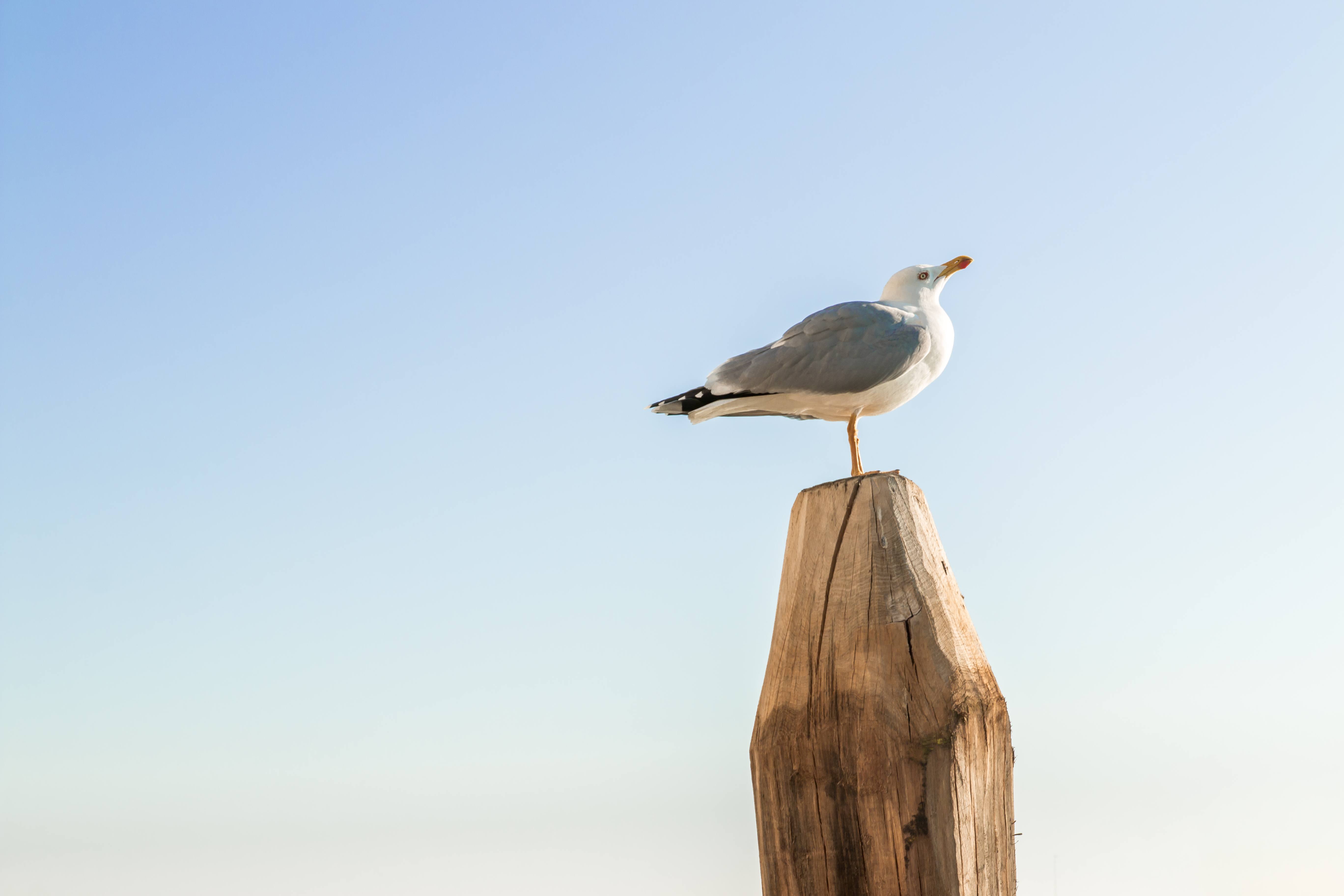 Surrendered Obedience