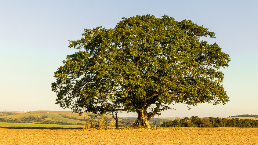 Is Your Tree Barren Or Full Of Fruit?